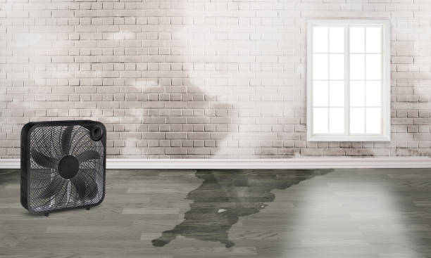 Best Professional water damage repair  in South Miami Heights, FL